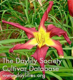 Daylily Dixie Rooster